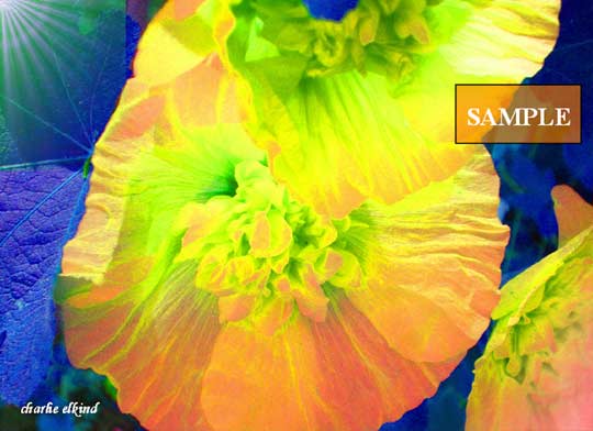 Color My World with Flowers