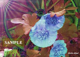 Autumn Hollyhocks