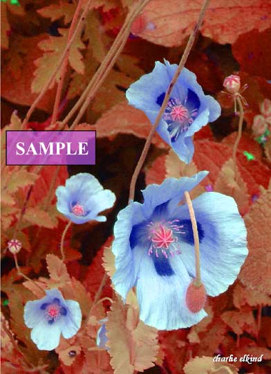 Electric Poppies #2
