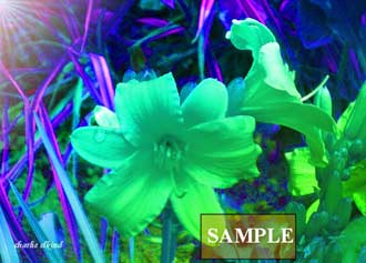 Flower Fantasy