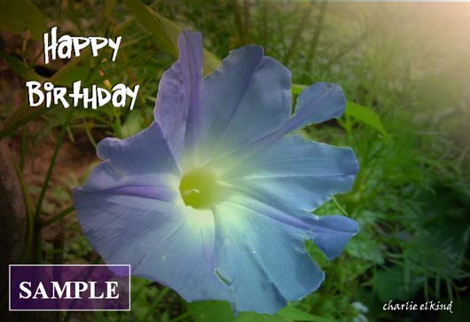 Morning Glory Glory