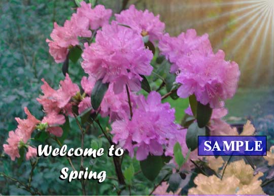 Welcome to Spring
