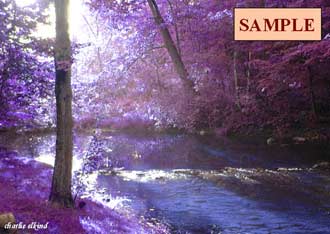 Blue Stream and Violet Trees