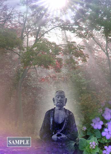 A Light in the Forest