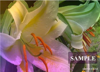 Lilies Alive