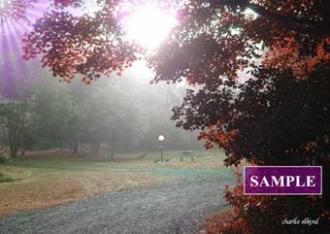 Misty Country Lane