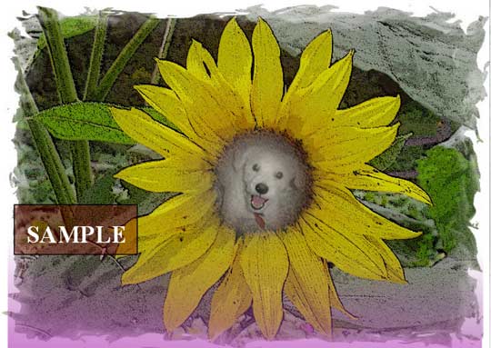Sunflower Doggie (Zimba)